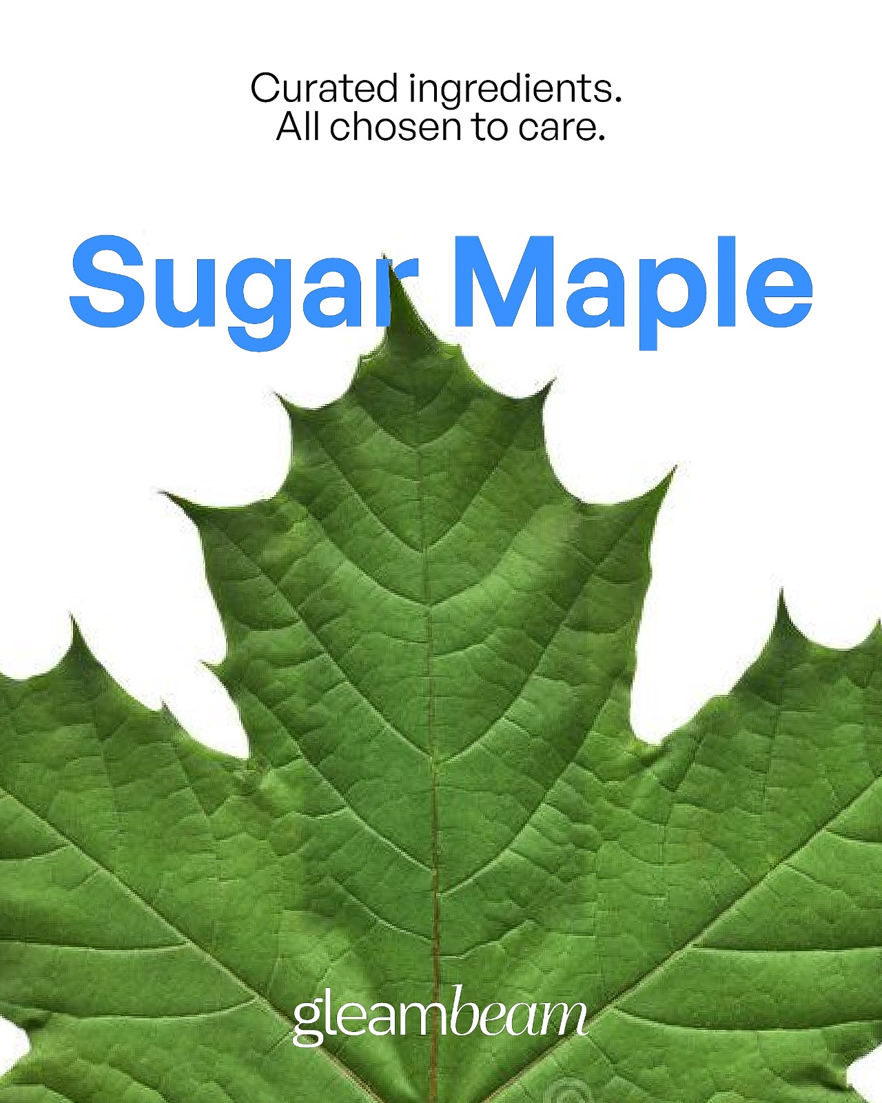 Acer Saccharum (Sugar Maple) Extract